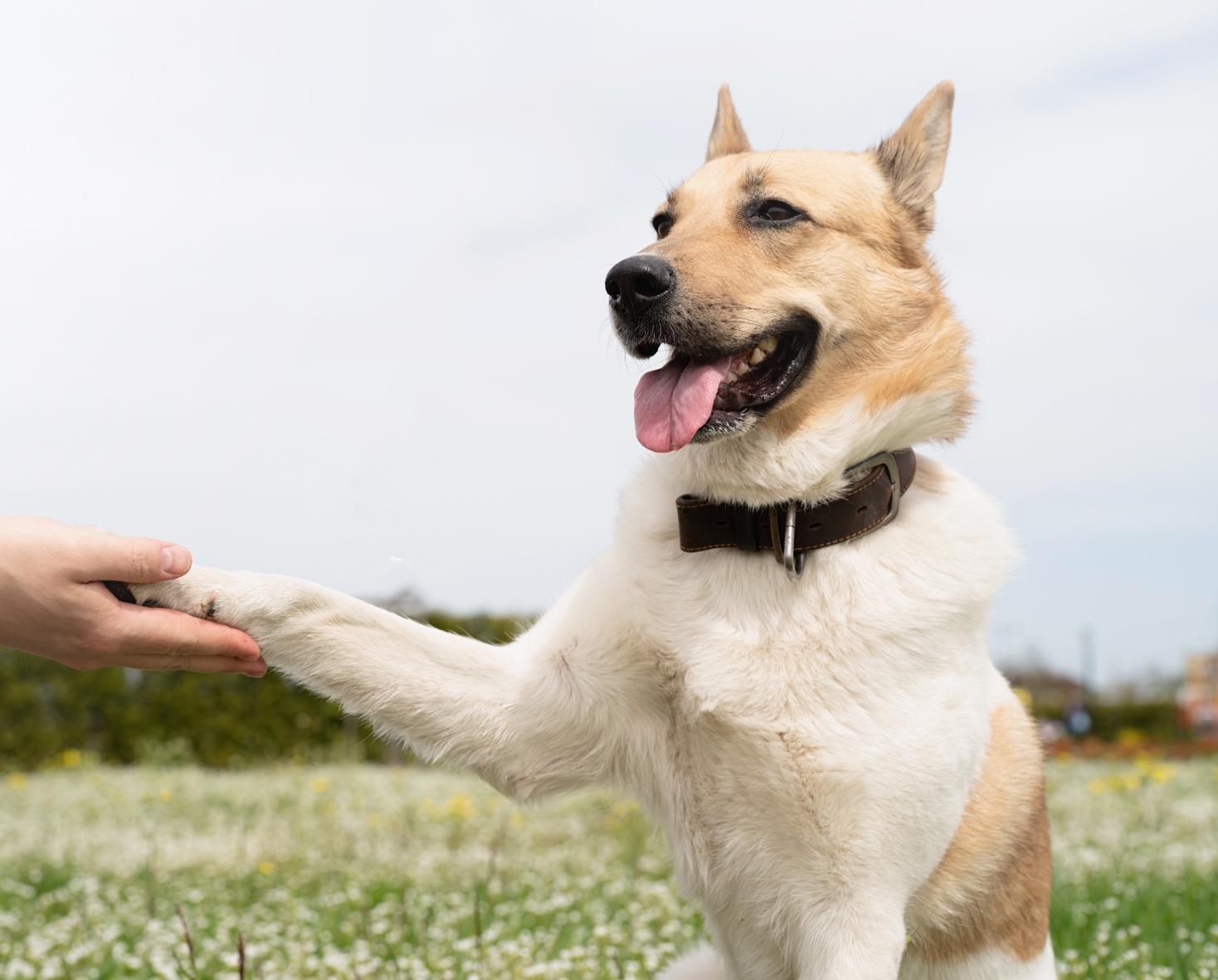 Dog