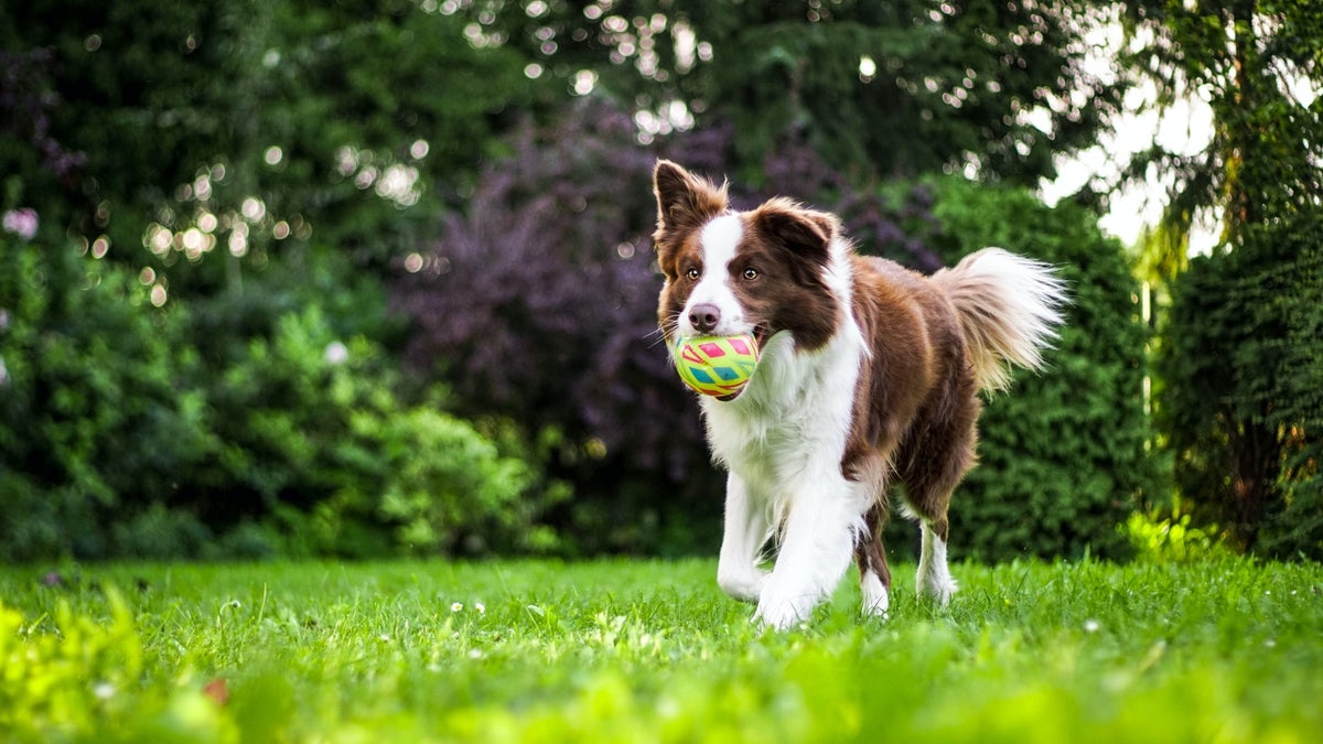 Hond & Zoë