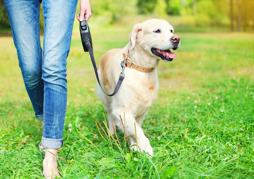 Personal Pet Attention