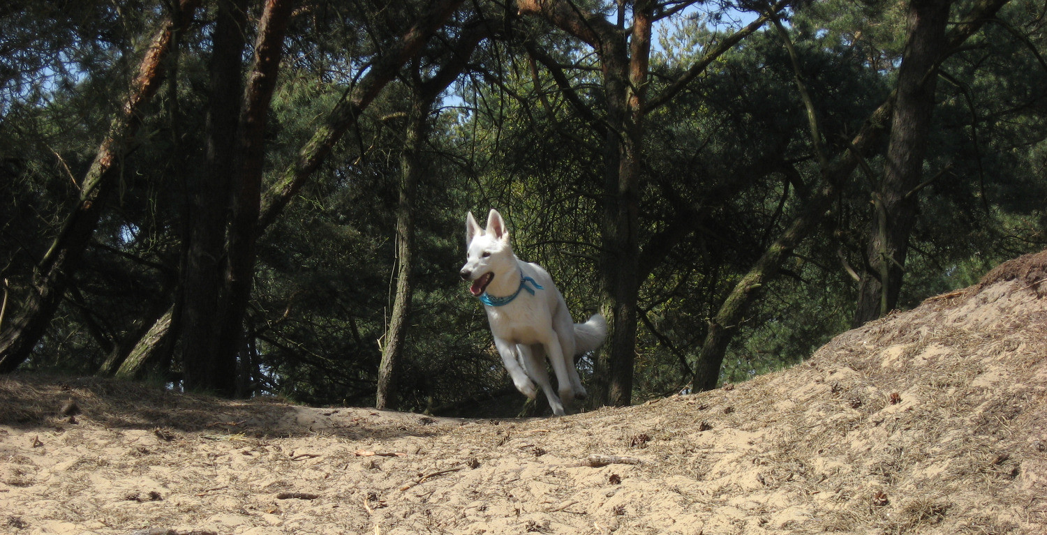 Hondenmanieren, puppy training, hondentraining & gedragsproblemen