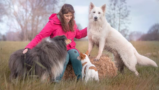 Dog Energy