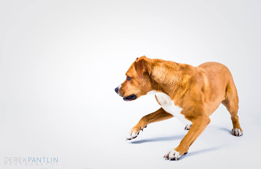 My Dog and Co - Coralie Lion - Comportementaliste et éducateur canin