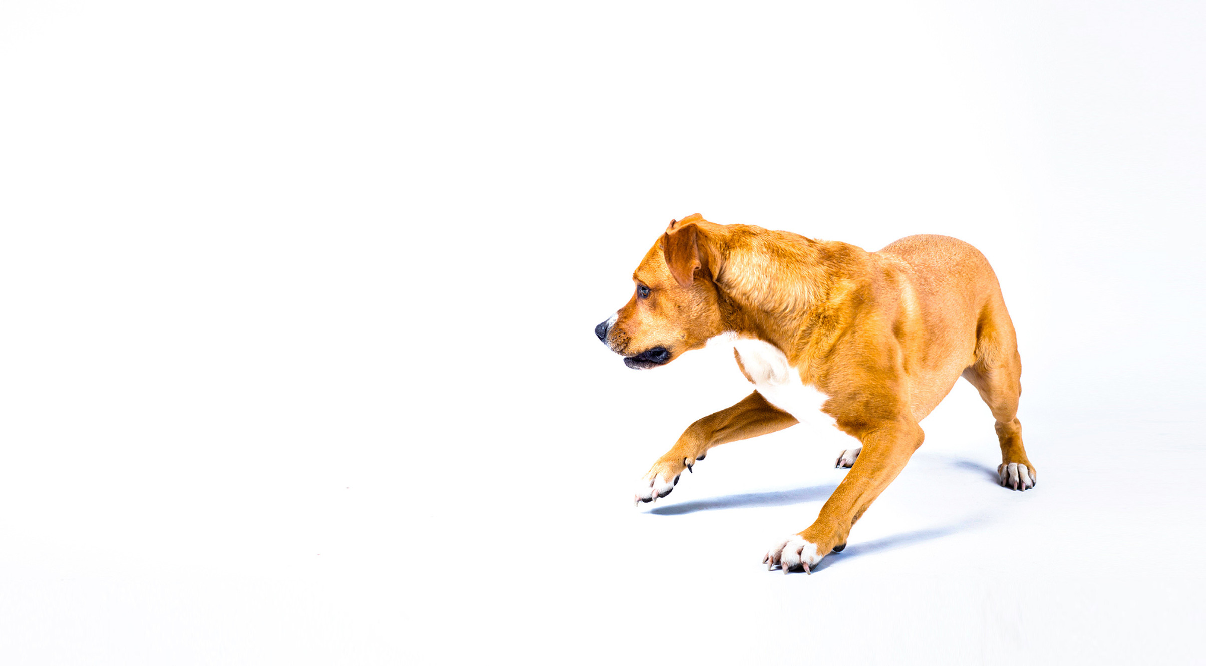 My Dog and Co - Coralie Lion - Comportementaliste et éducateur canin