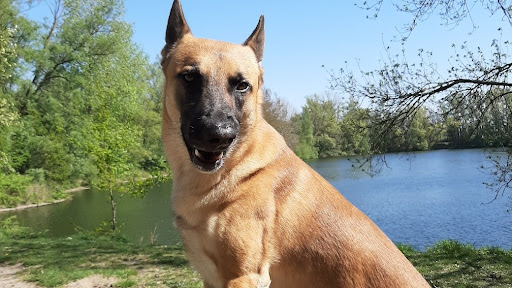 SOS Family Dog