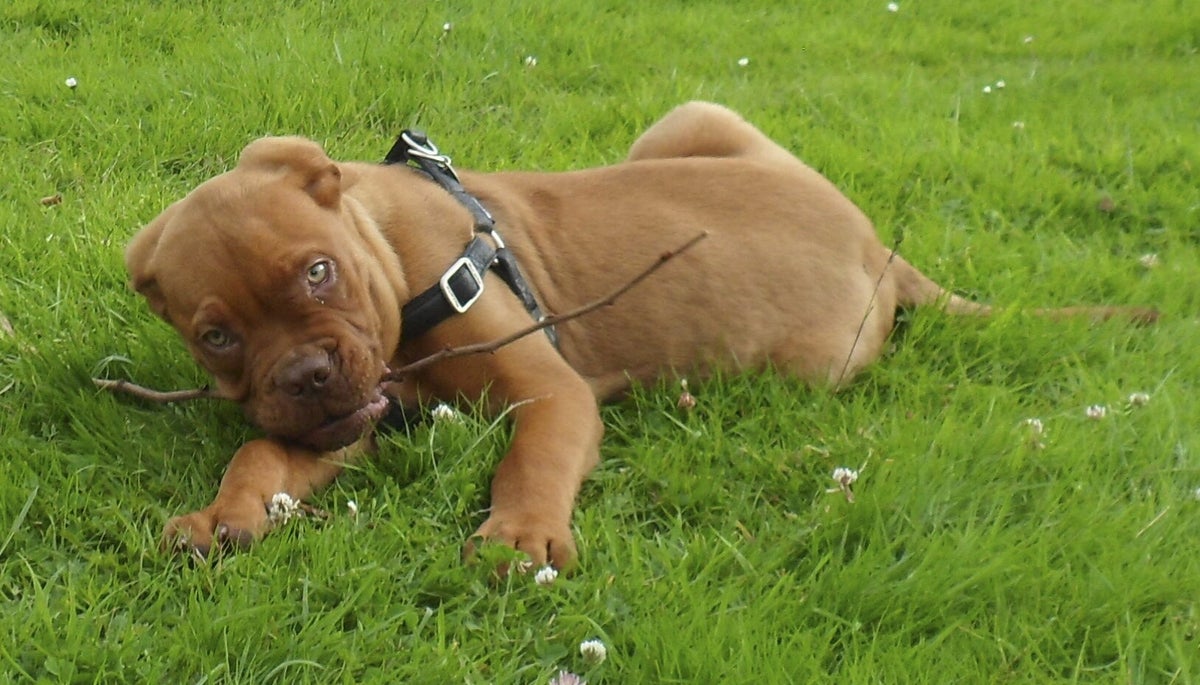 SOS Family Dog