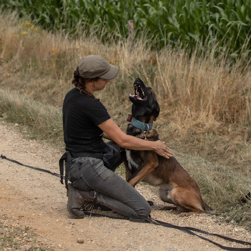 Big Mouth Dog Training