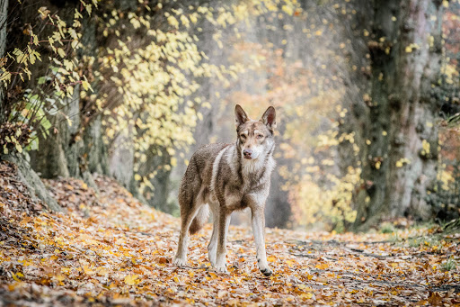 Lykos Saarlooswolfhonden | Canine Coaching Services
