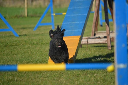 Dogpower Hondenopleidingen