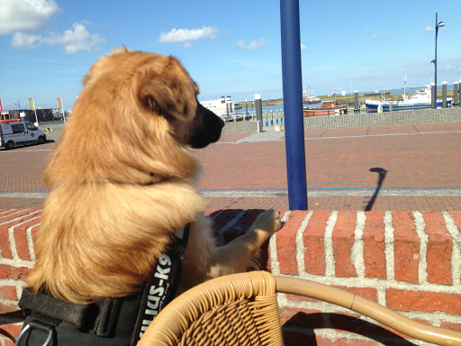 Walter Hens - Taal van de Hond