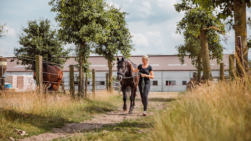 Stoeterij Hidalgo - Horse Care Solutions
