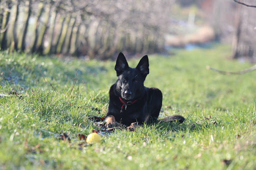 Catchy Dog