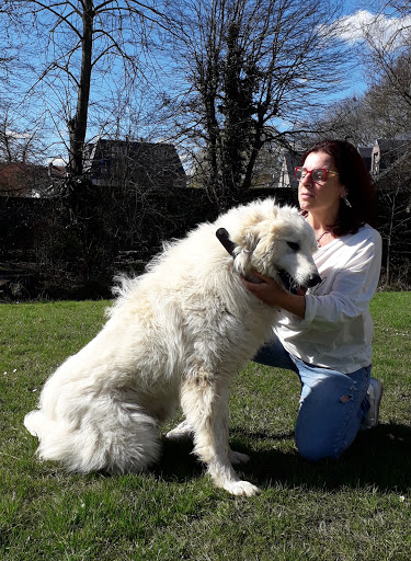dog-talk