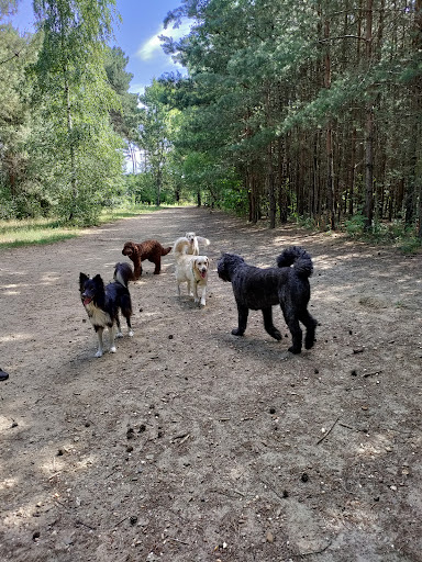 Stewy's huisdierencoach