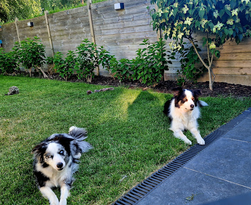 Dogs & Their Homes