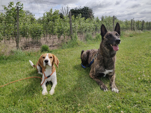 Dogs in Action