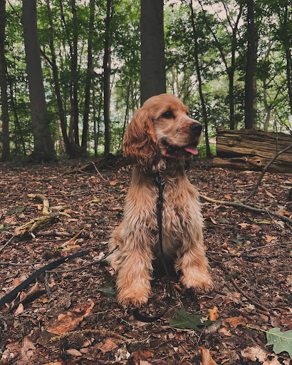 De Hondenknop - Coach - Detectie en begeleiding voor gezinshonden