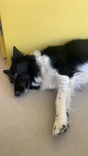 KAHONI - gedragsbegeleiding en training bij hond en kat