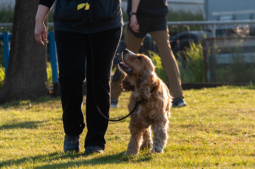 Hondenschool Hond & Meester