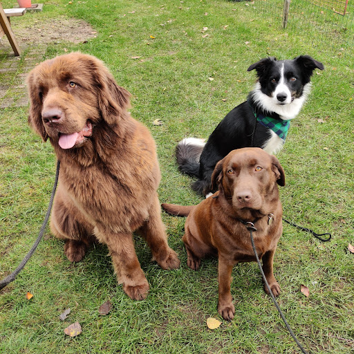 MEETJESLANDSE HONDENSCHOOL