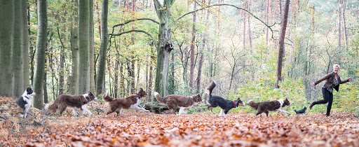 Saskia's Dogcenter