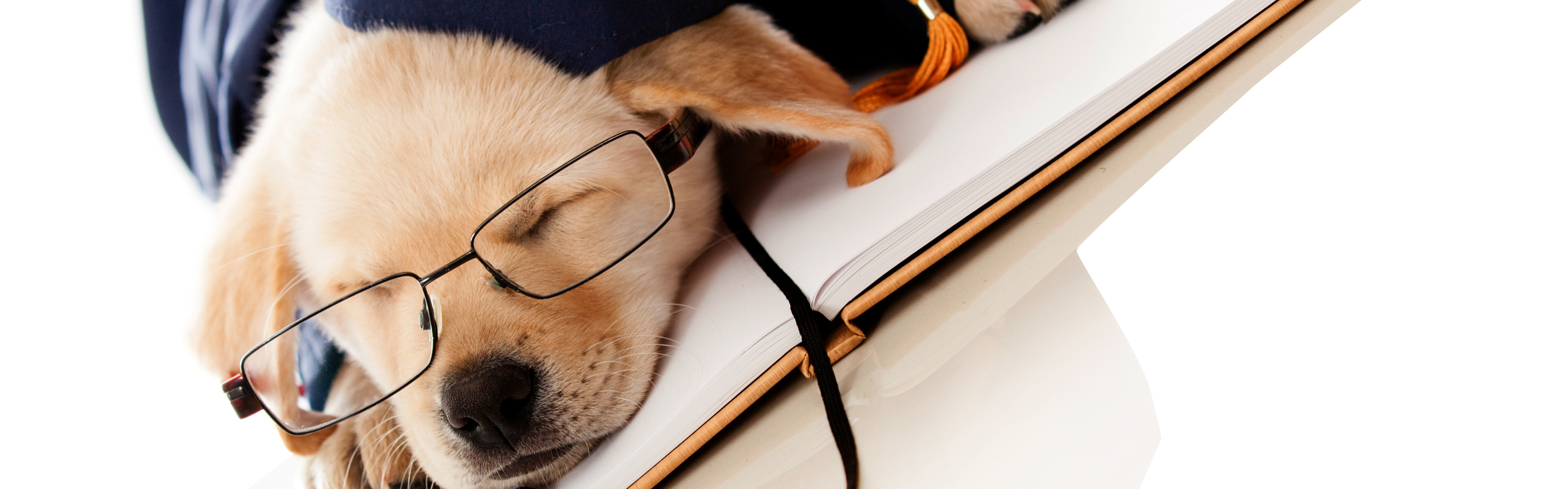 Saskia's Dogcenter
