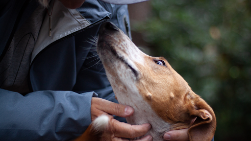 Anouk Covents - Gedragstherapeut voor honden