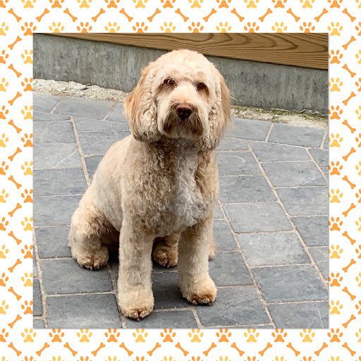 Petfection Trimsalon - Privé trainingen - Halsbanden op maat (Serskamp)