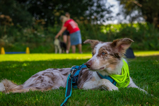 Dogatplay