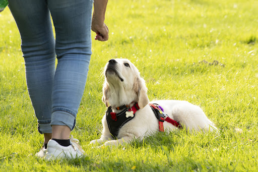 Hondenschool De Hondjes