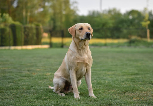 All Zealous Gundogs