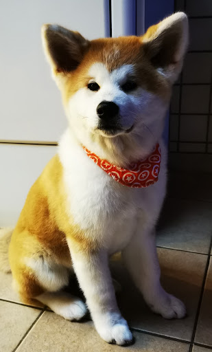 Happy Tail: Van Nuffel Annelies