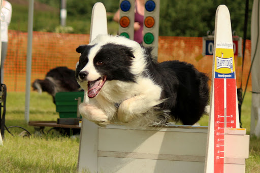 Aarschotse Hondenvrienden