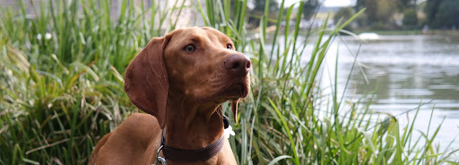 Dog trainer Kat'n Dogs