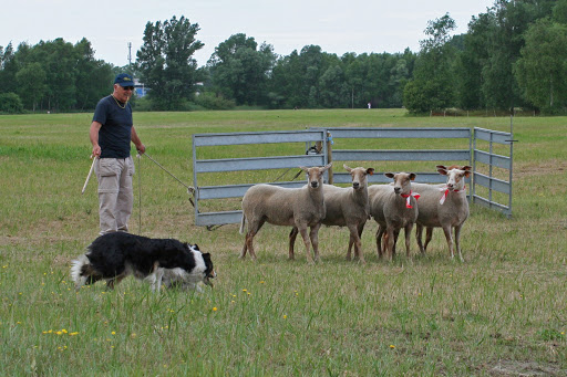 Maeglin Working Dogs