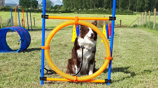 Canis Argos Hasselt