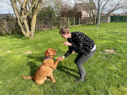 AniLou Dogtraining - Hondentraining & services