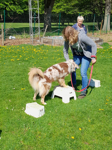 Hondenschool Muizenheide Beringen