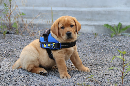 Blindengeleidehondenschool Genk