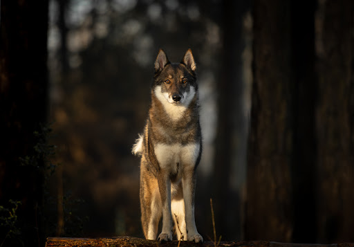 Het Boshuis - Hondencoach- Fotografie - Uitlaat