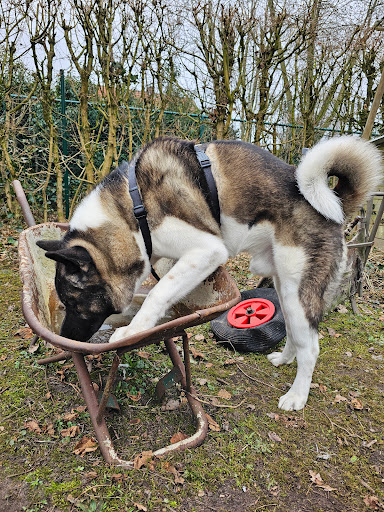 BEHIVET - Gedragsdierenarts Ilse Rediers