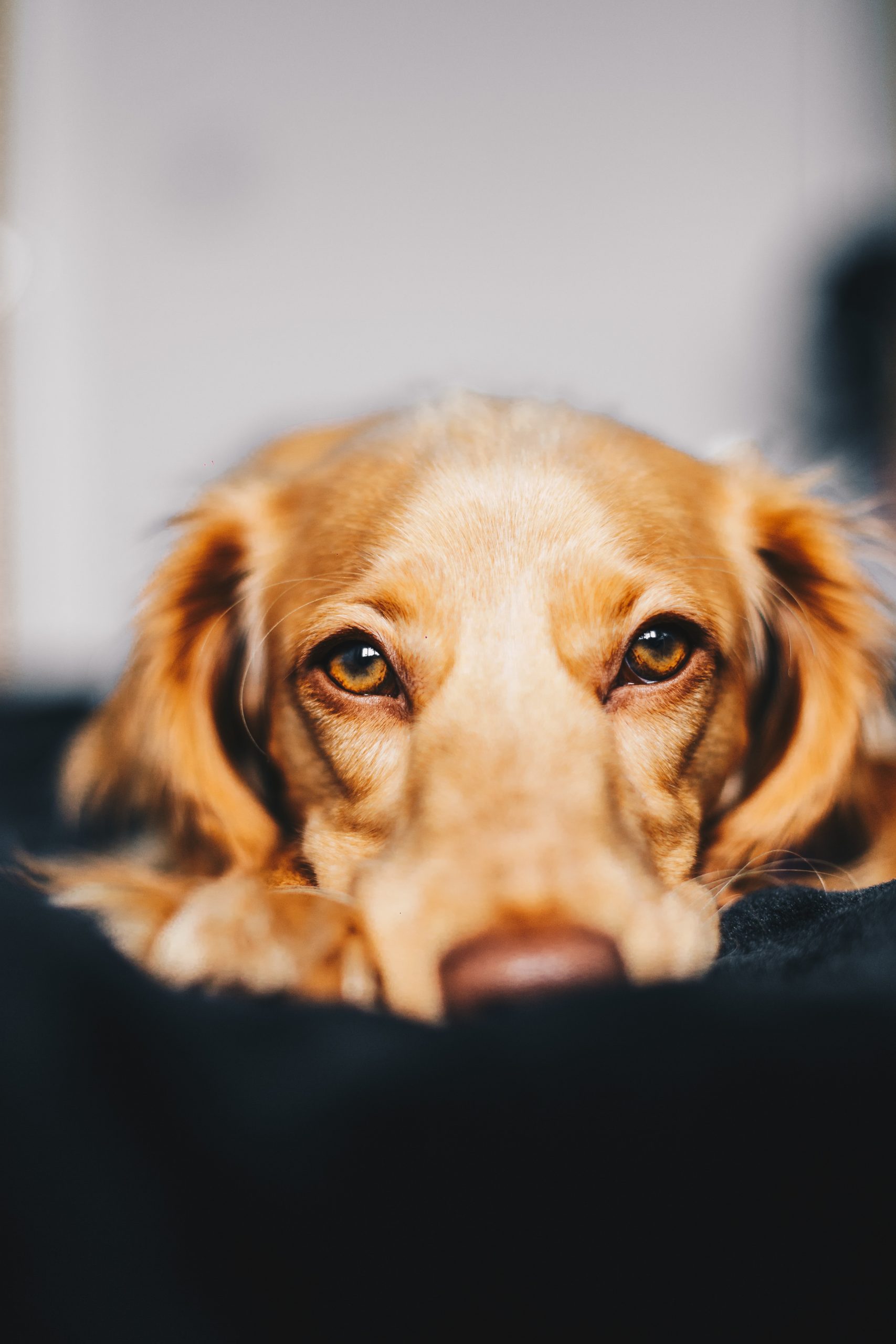 Dogs & dreams