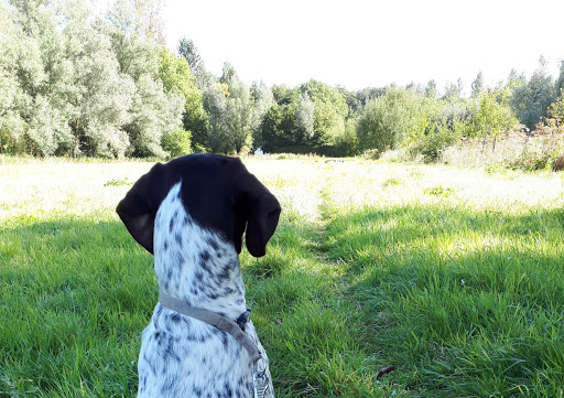 Hond en Mens