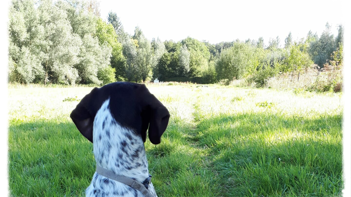 Hond en Mens