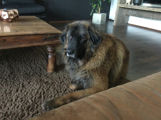 Hondengedragsdeskundige Els Jaspart