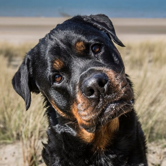 Hilde Quisquater - Hond en Advies