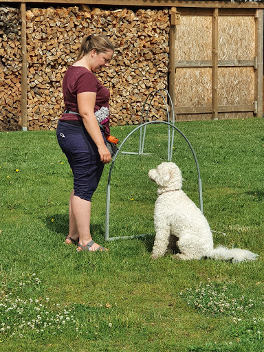 Hondenschool Hondentijd