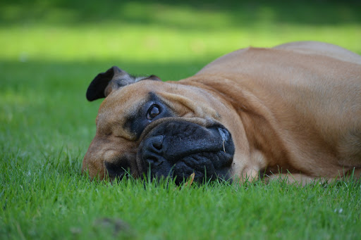 Haro dog training | Hondentraining en gedragstherapie