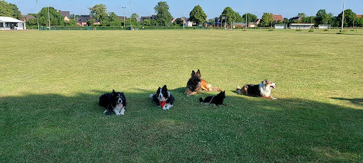 HADOG Hondenschool Hamont