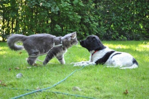 Co-apto - Honden Training - Gedragstherapie Voor Honden