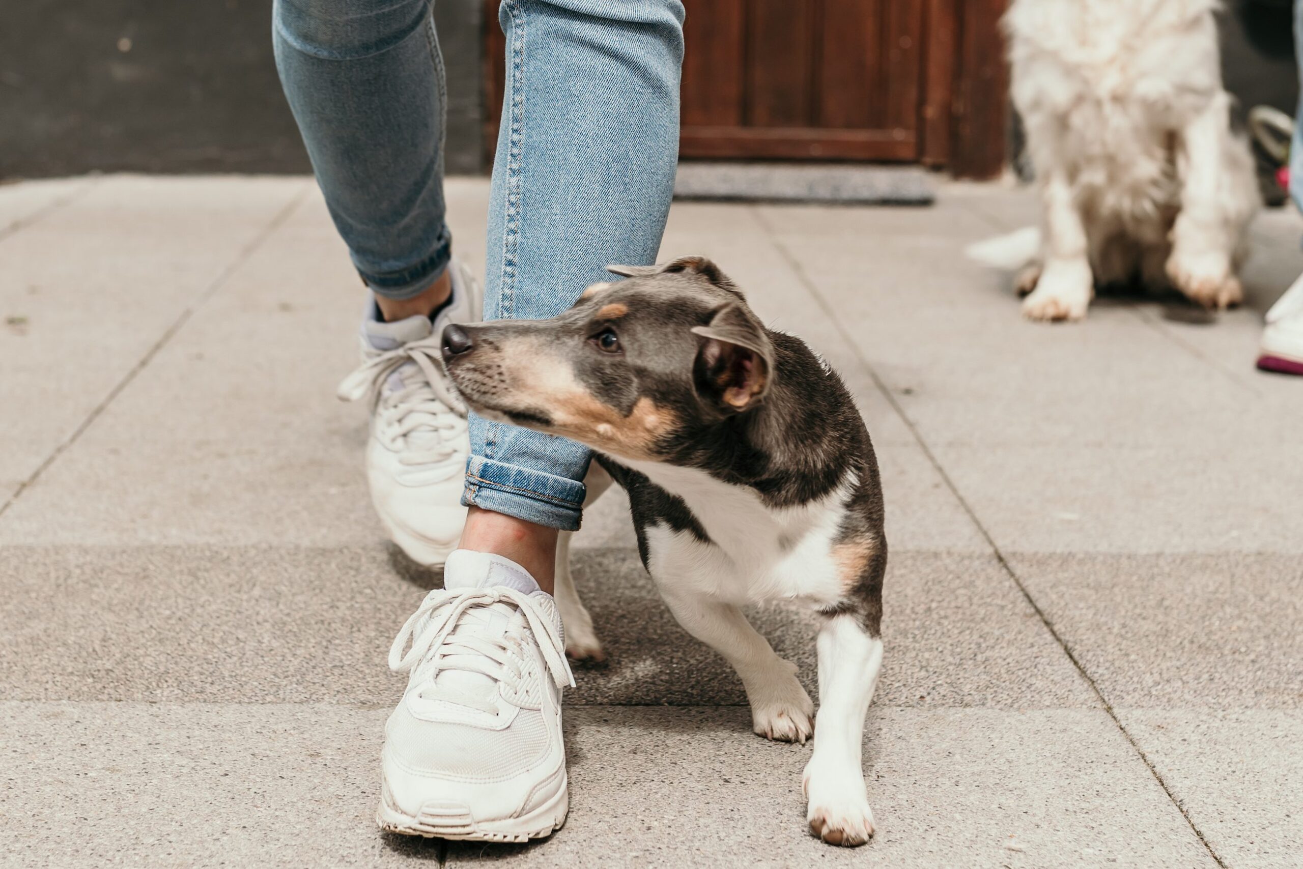 Blue Jack Dog Training
